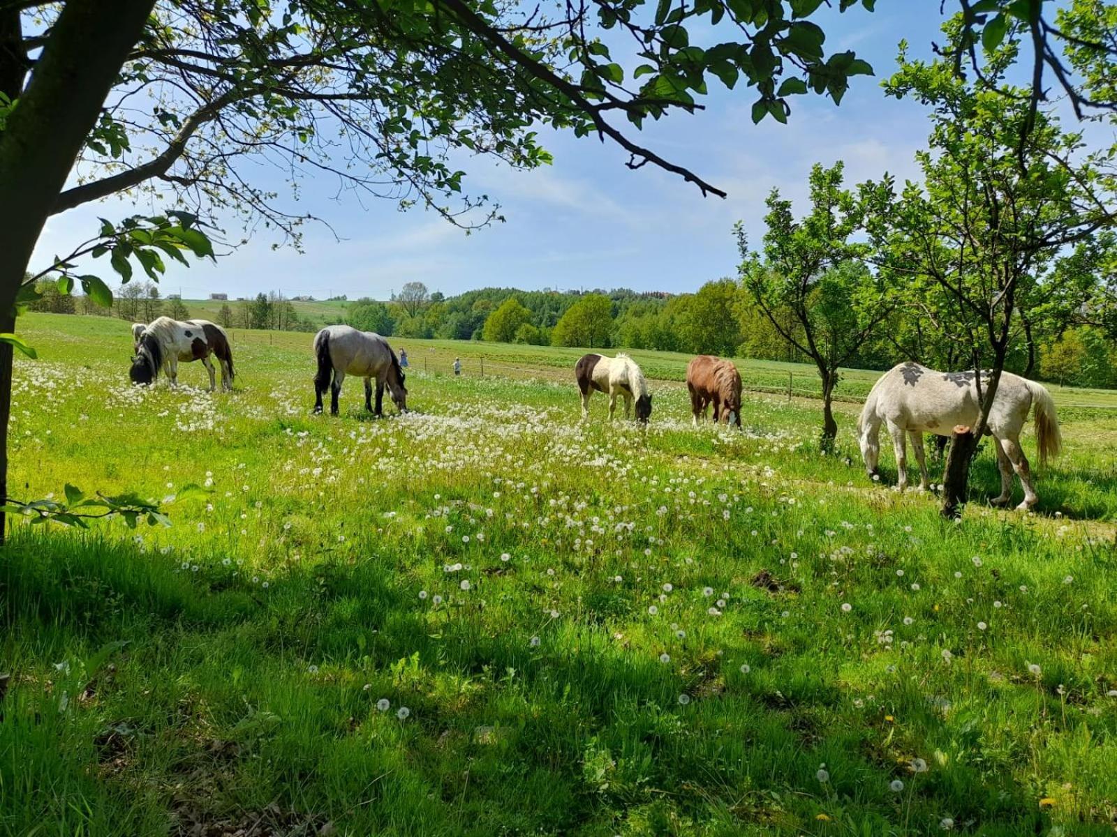 Farm stay Stylowy W Stajni