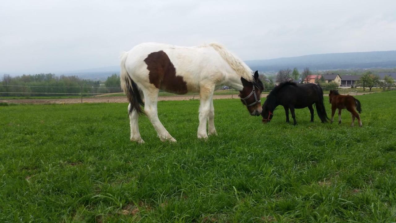 Farm stay Stylowy W Stajni *